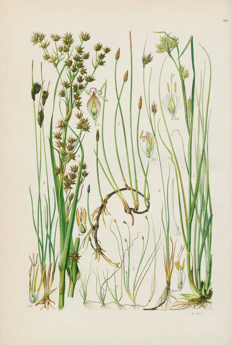 Illustrierte Flora von Mitteleuropa Pl.044 by Gustav Hegi, 1906-1929 — digital art print download