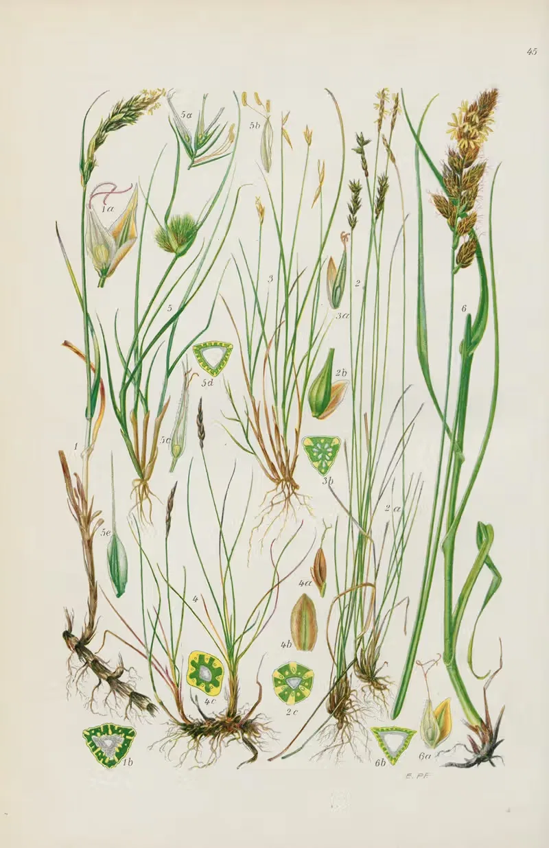 Illustrierte Flora von Mitteleuropa Pl.045 — Gustav Hegi