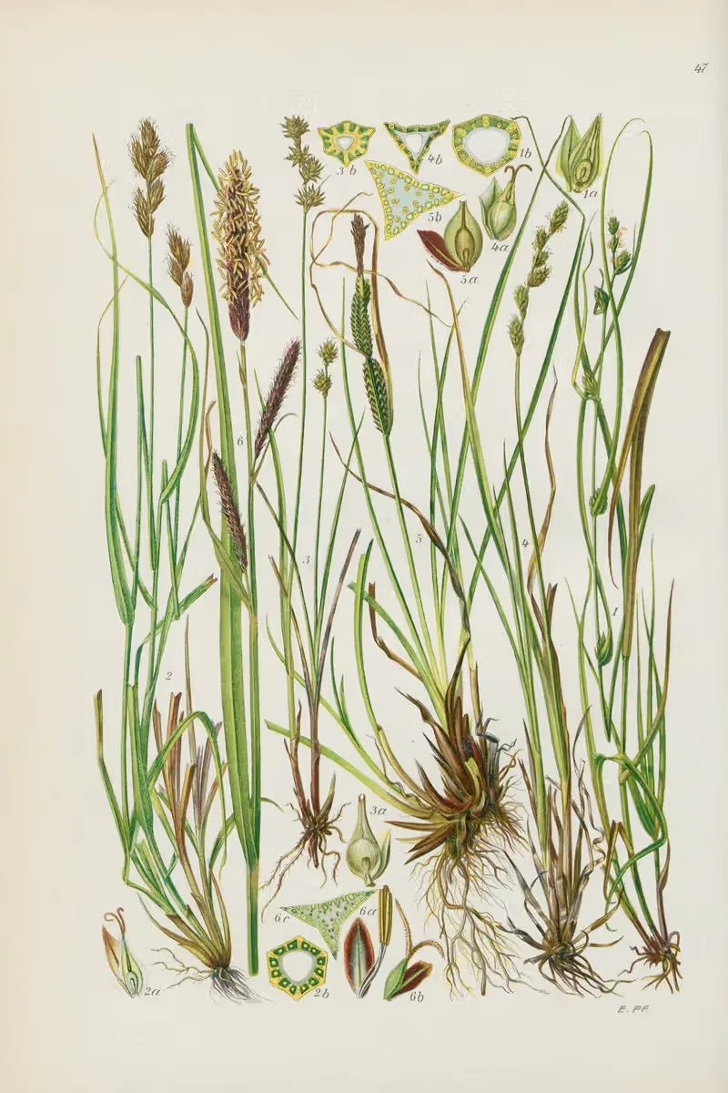 Illustrierte Flora von Mitteleuropa Pl.047 — Gustav Hegi