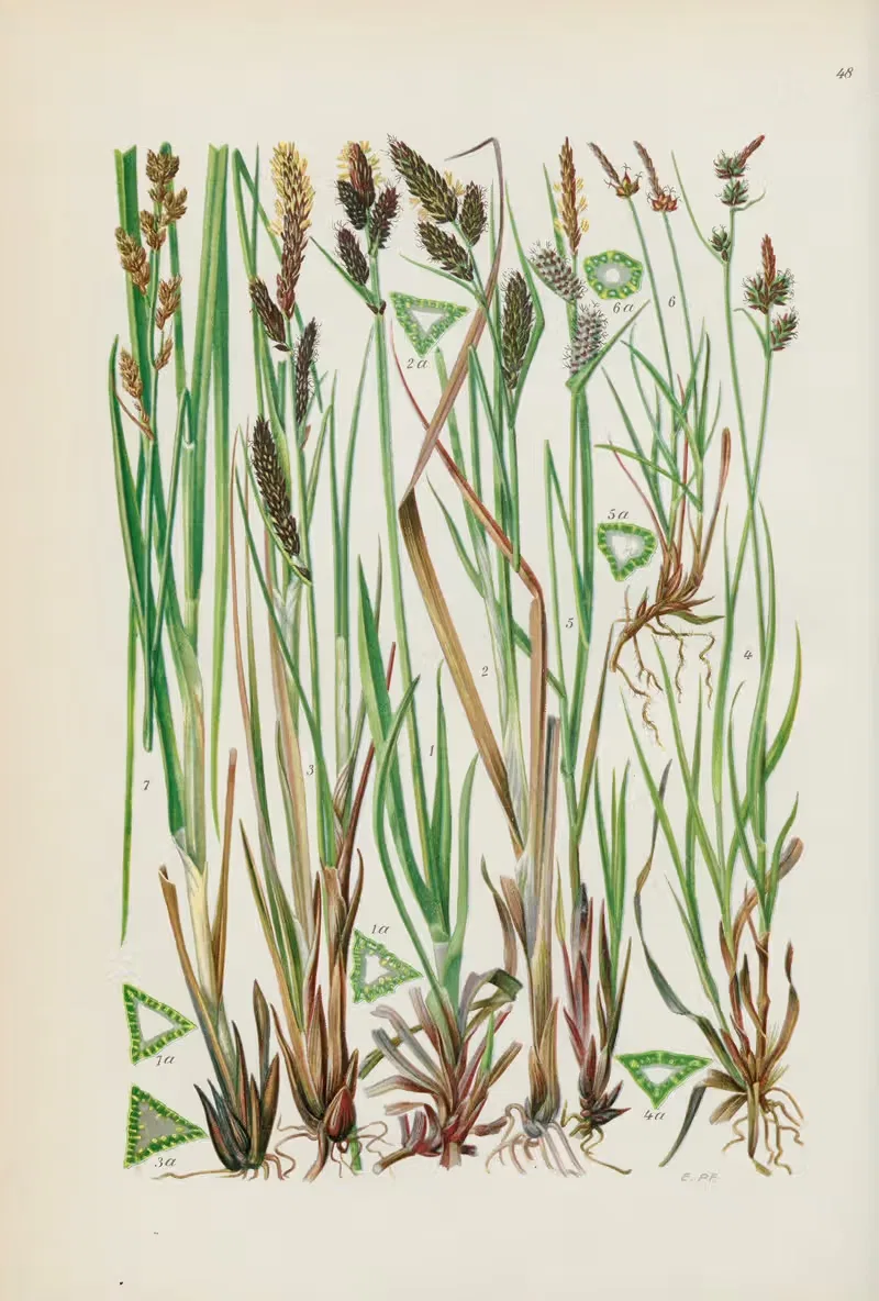 Illustrierte Flora von Mitteleuropa Pl.048 — Gustav Hegi