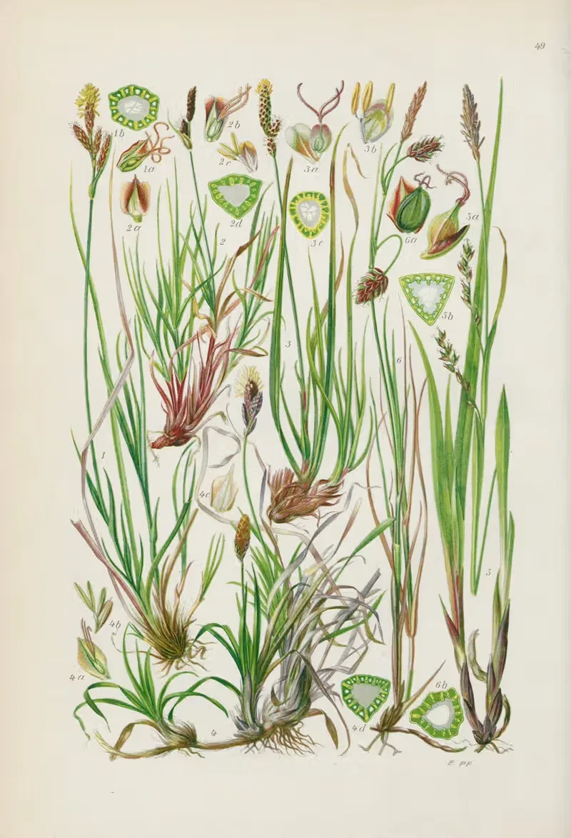 Illustrierte Flora von Mitteleuropa Pl.049 — Gustav Hegi