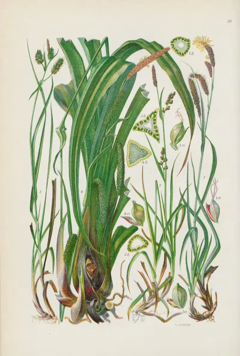 Illustrierte Flora von Mitteleuropa Pl.050 — Gustav Hegi
