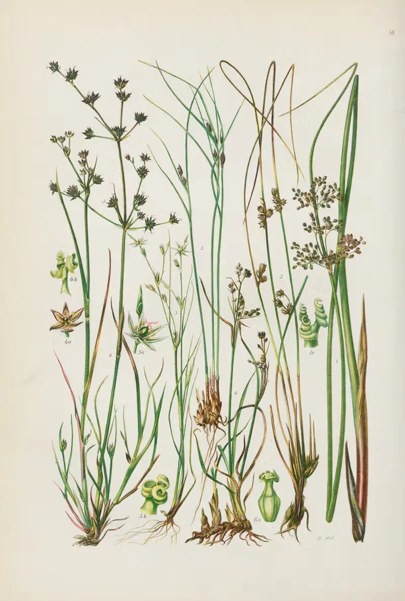 Illustrierte Flora von Mitteleuropa Pl.056 — Gustav Hegi