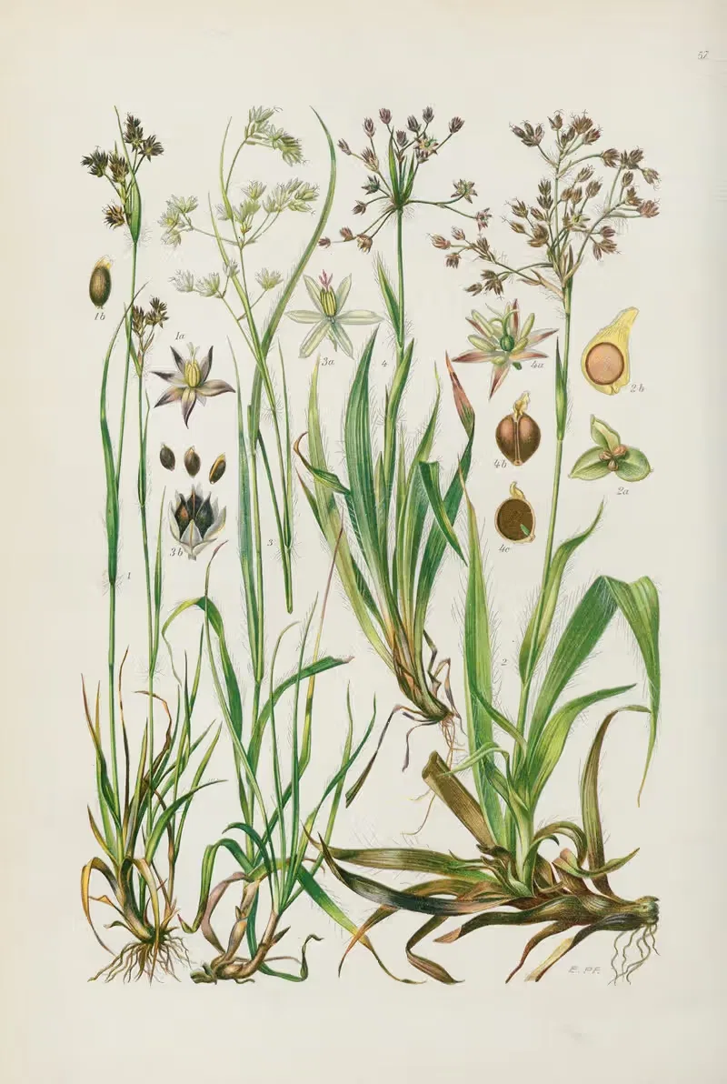 Illustrierte Flora von Mitteleuropa Pl.057 — Gustav Hegi