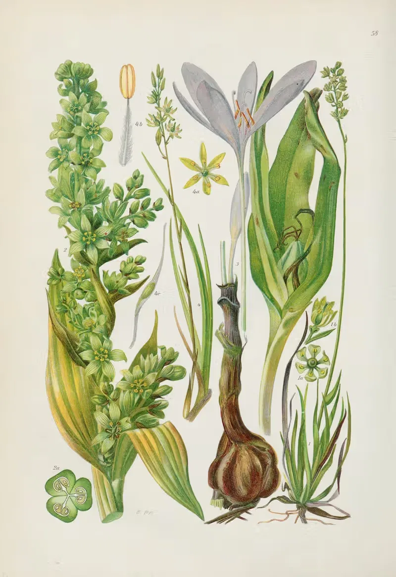 Illustrierte Flora von Mitteleuropa Pl.058 — Gustav Hegi