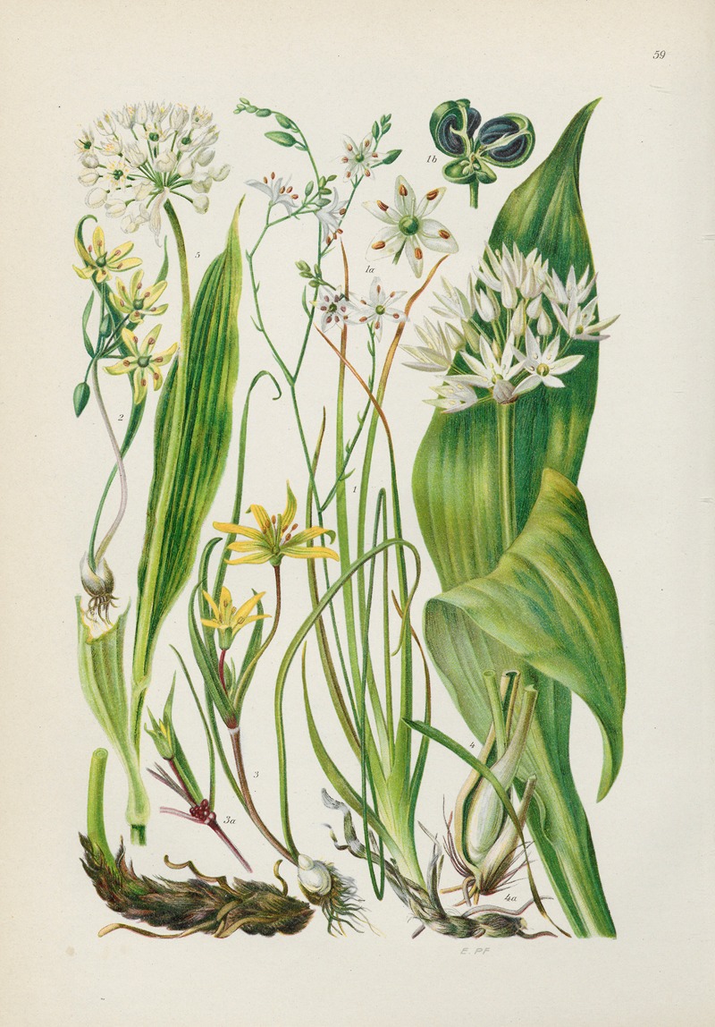 Illustrierte Flora von Mitteleuropa Pl.059 by Gustav Hegi, 1906-1929 — digital art print download