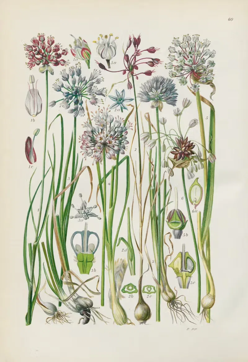 Illustrierte Flora von Mitteleuropa Pl.060 — Gustav Hegi