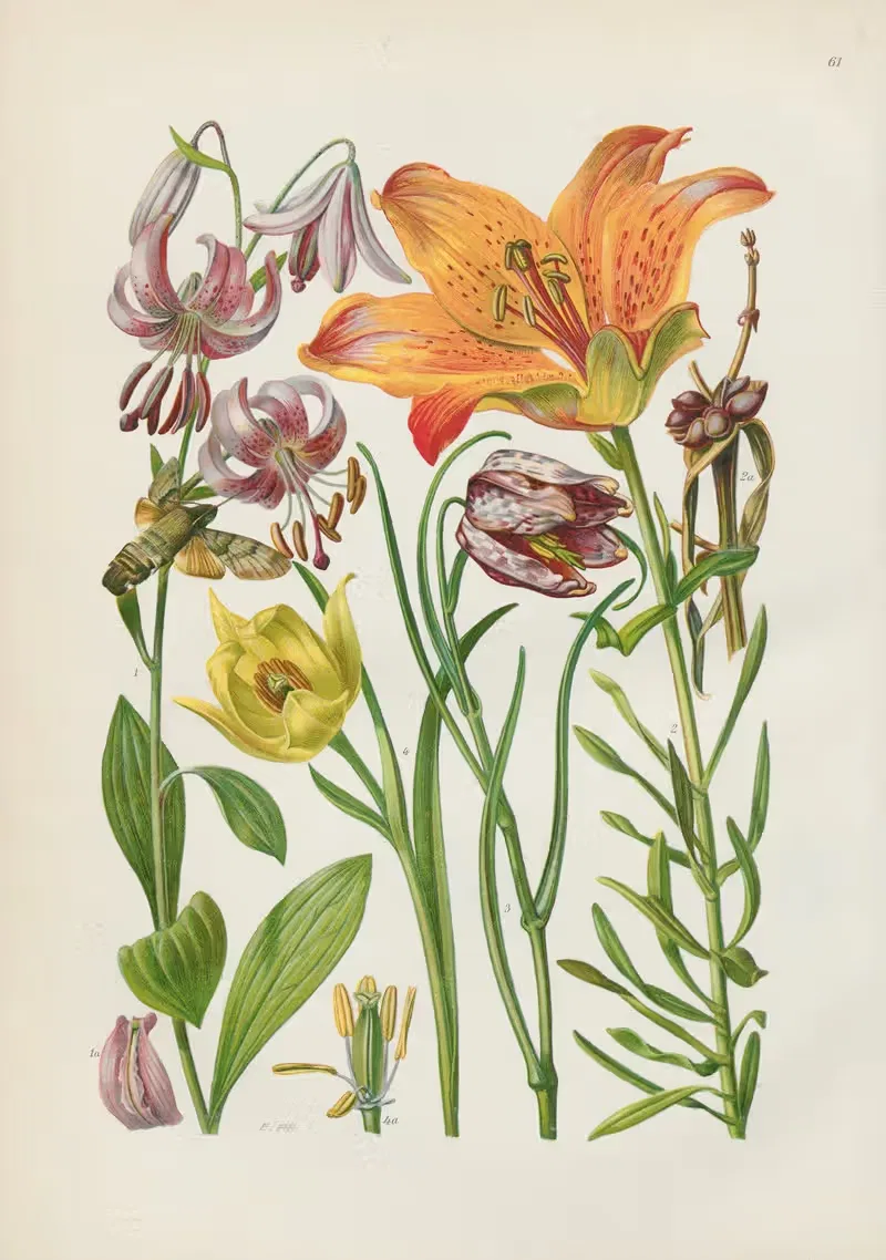Illustrierte Flora von Mitteleuropa Pl.061 — Gustav Hegi