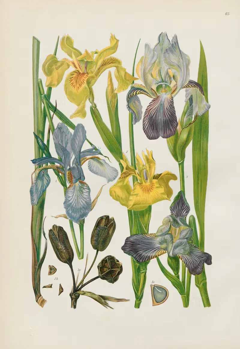 Illustrierte Flora von Mitteleuropa Pl.065 — Gustav Hegi