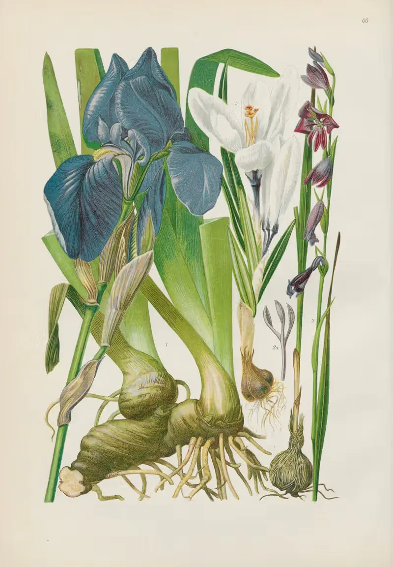 Illustrierte Flora von Mitteleuropa Pl.066 — Gustav Hegi