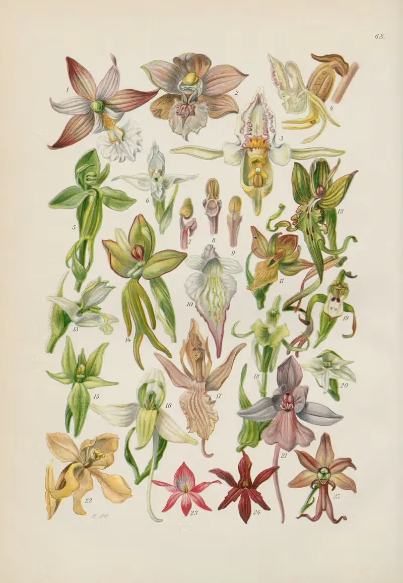 Illustrierte Flora von Mitteleuropa Pl.068 — Gustav Hegi