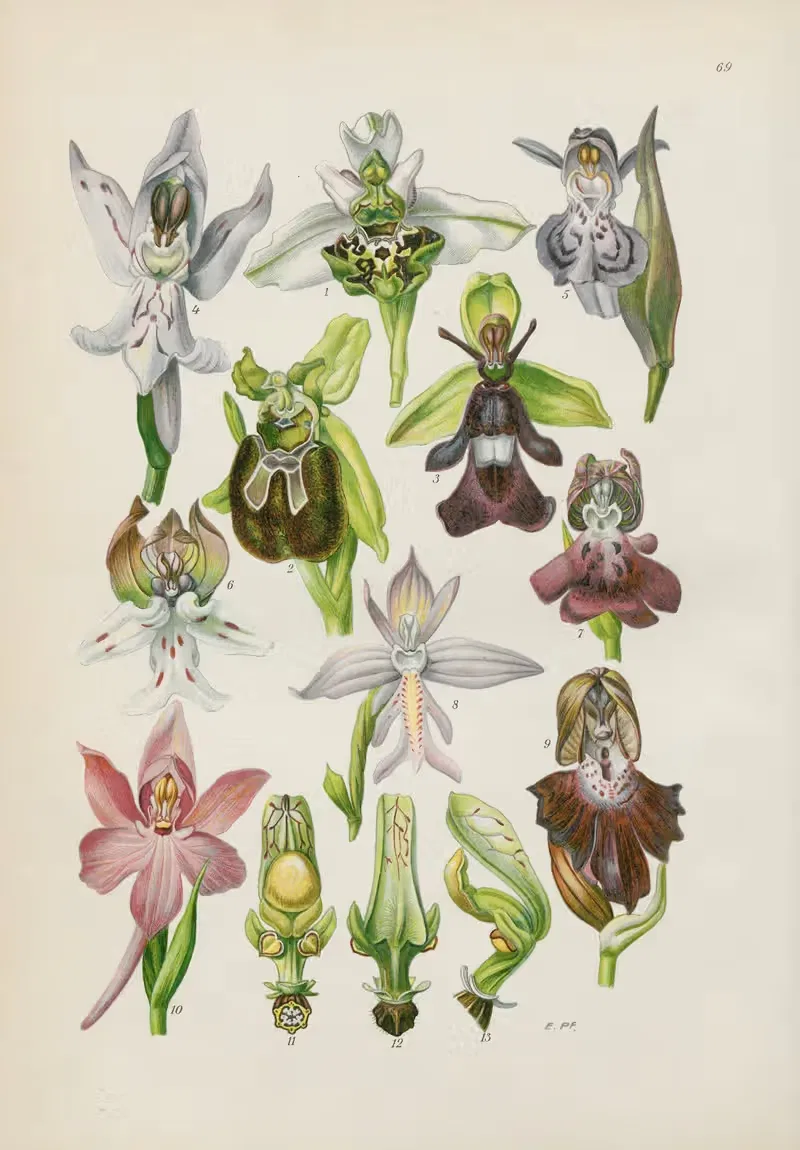 Illustrierte Flora von Mitteleuropa Pl.069 — Gustav Hegi
