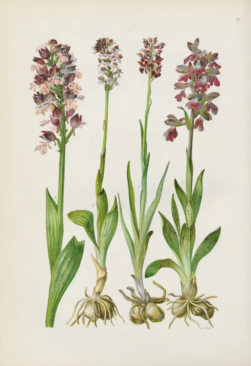 Illustrierte Flora von Mitteleuropa Pl.071 — Gustav Hegi