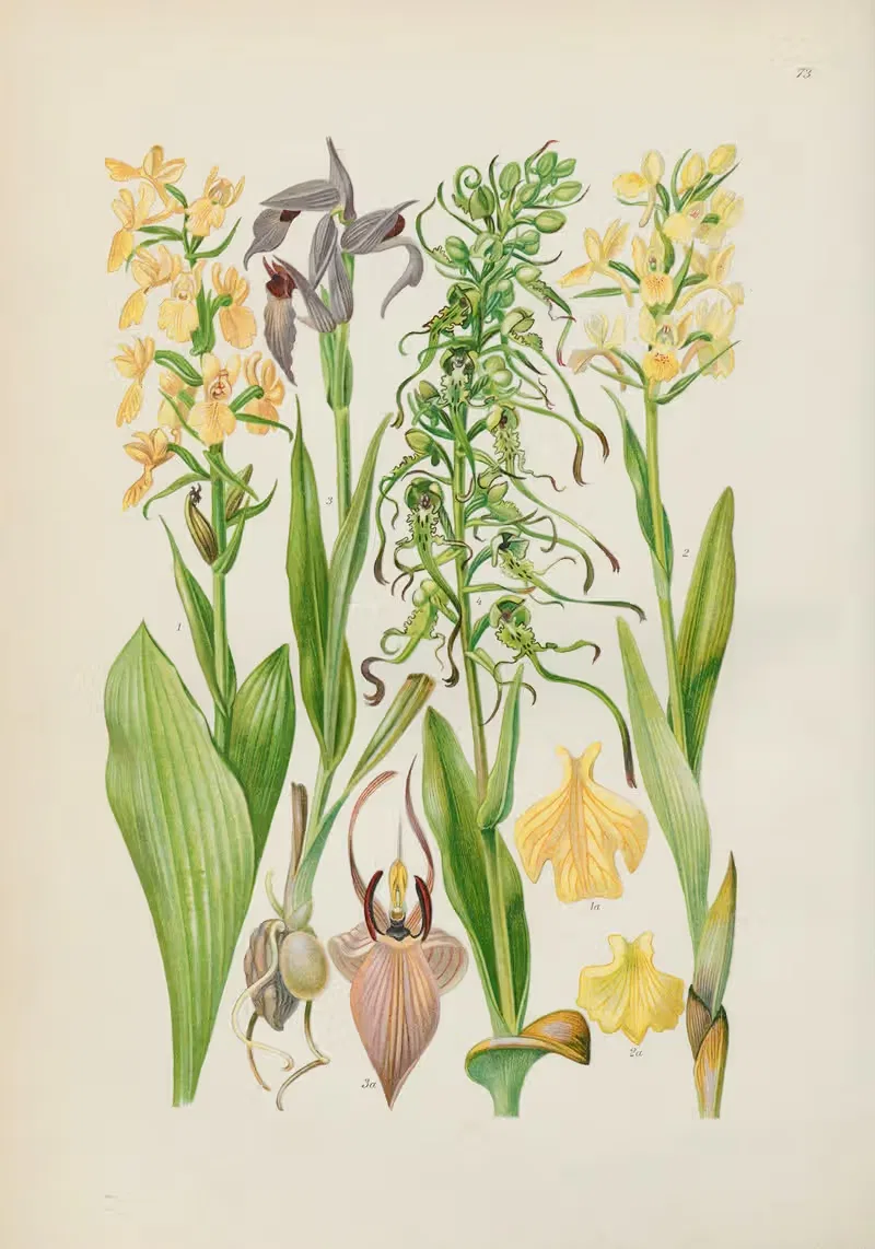 Illustrierte Flora von Mitteleuropa Pl.073 — Gustav Hegi