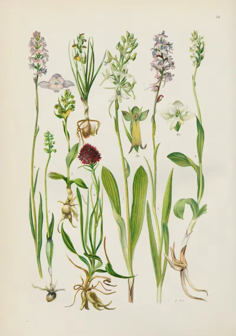 Illustrierte Flora von Mitteleuropa Pl.074 — Gustav Hegi