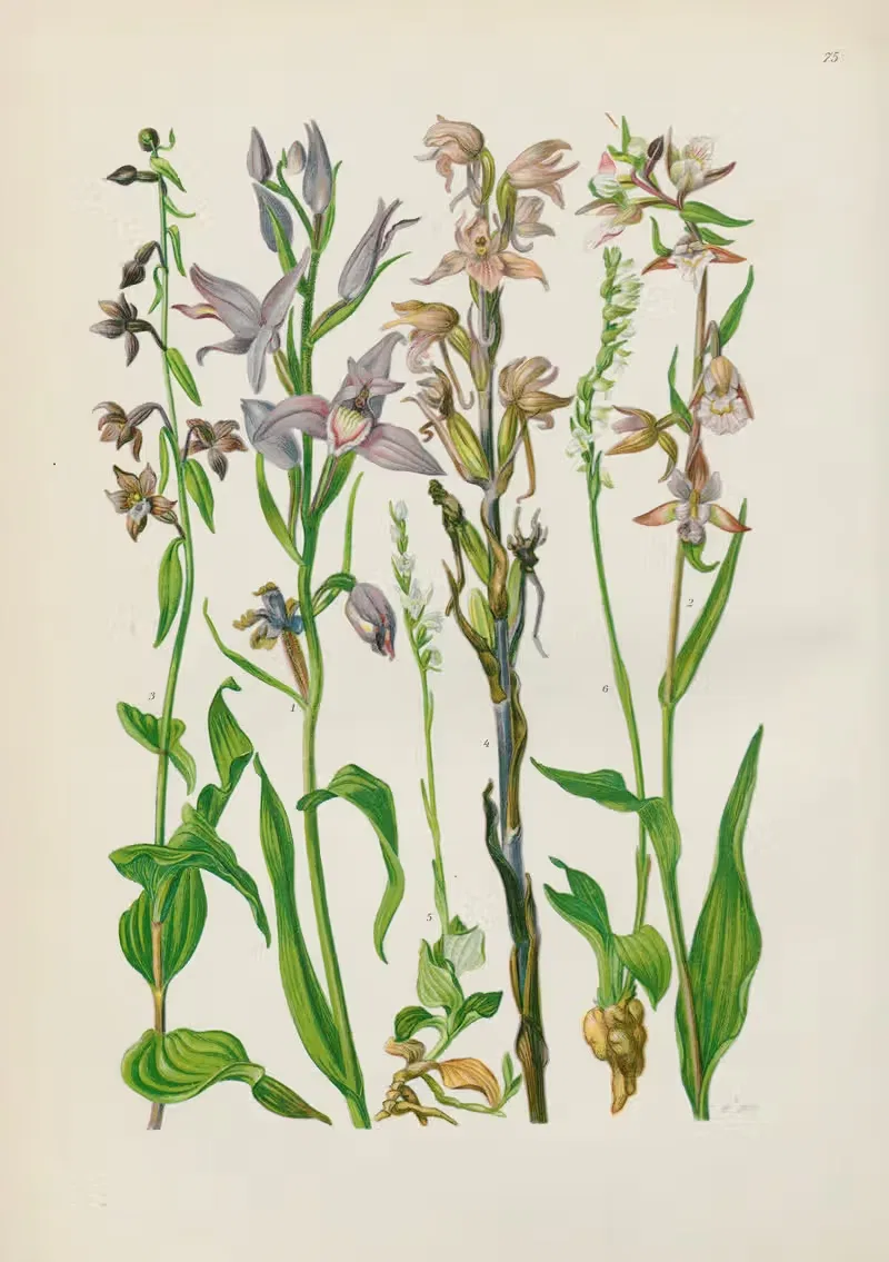 Illustrierte Flora von Mitteleuropa Pl.075 — Gustav Hegi