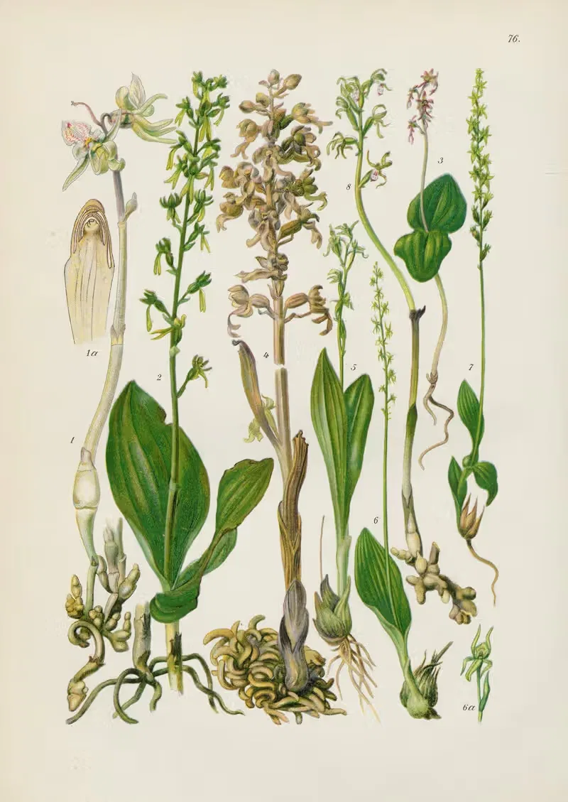 Illustrierte Flora von Mitteleuropa Pl.076 — Gustav Hegi
