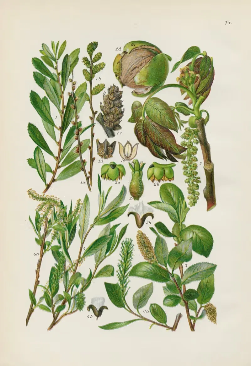 Illustrierte Flora von Mitteleuropa Pl.078 — Gustav Hegi