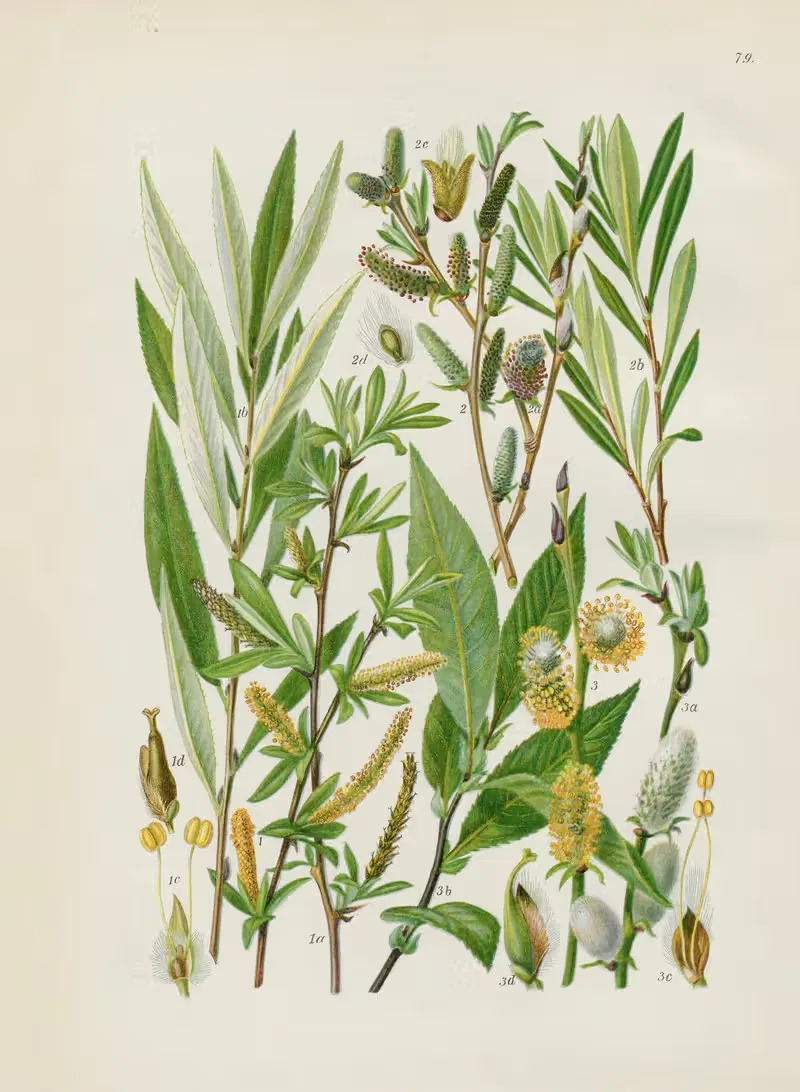Illustrierte Flora von Mitteleuropa Pl.079 — Gustav Hegi