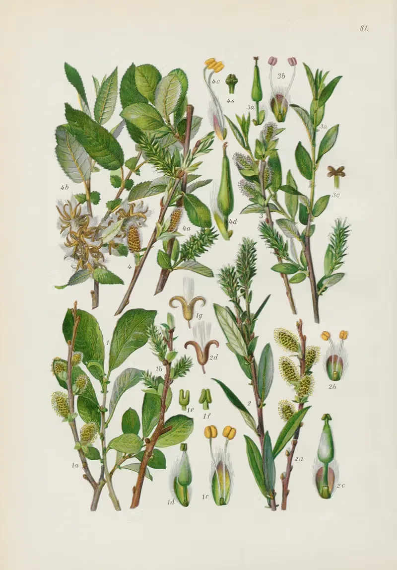 Illustrierte Flora von Mitteleuropa Pl.081 — Gustav Hegi