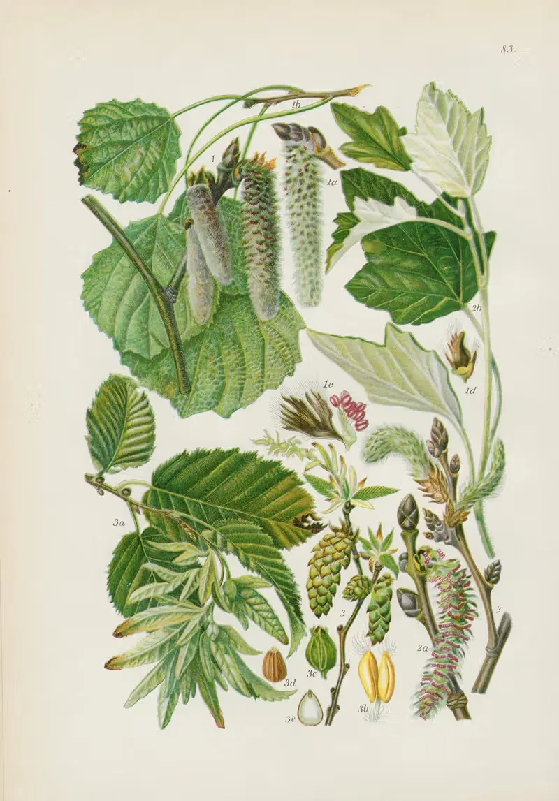 Illustrierte Flora von Mitteleuropa Pl.083 — Gustav Hegi