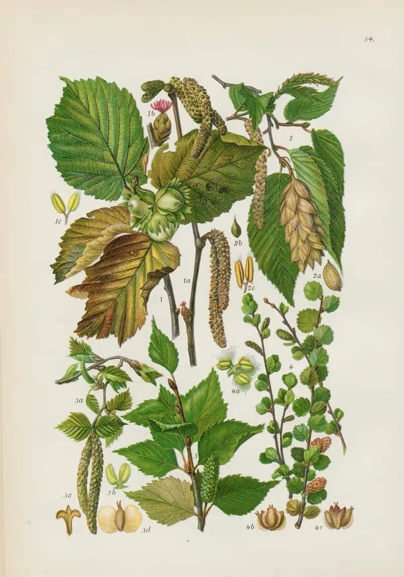 Illustrierte Flora von Mitteleuropa Pl.084 — Gustav Hegi