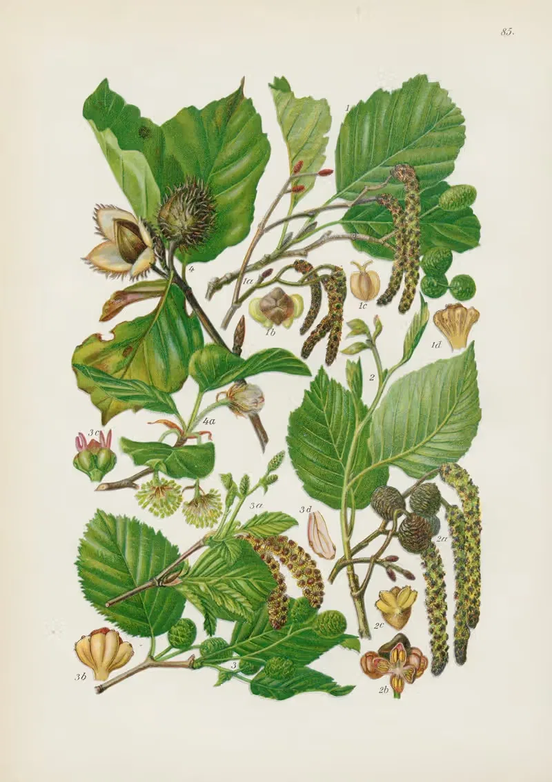 Illustrierte Flora von Mitteleuropa Pl.085 — Gustav Hegi