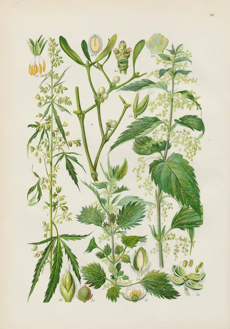 Illustrierte Flora von Mitteleuropa Pl.088 — Gustav Hegi