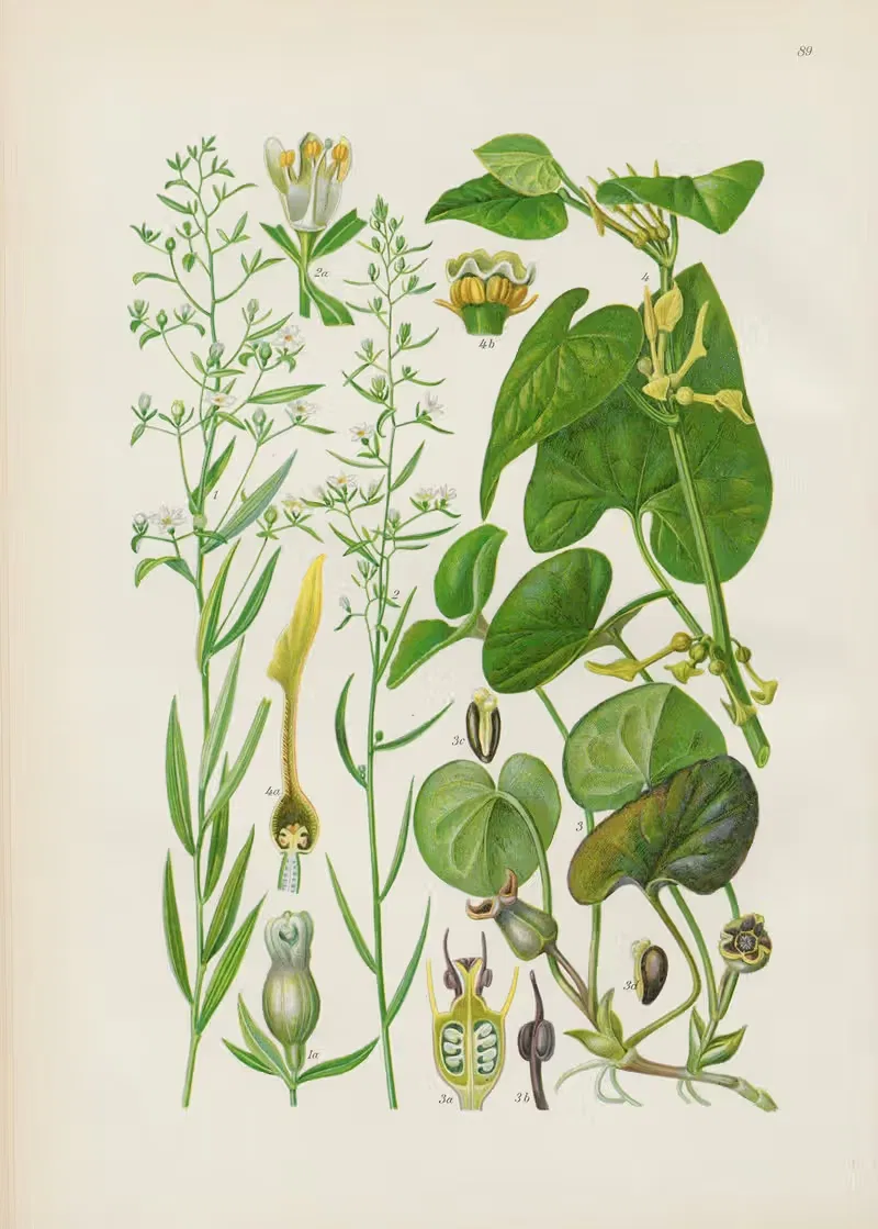 Illustrierte Flora von Mitteleuropa Pl.089 — Gustav Hegi