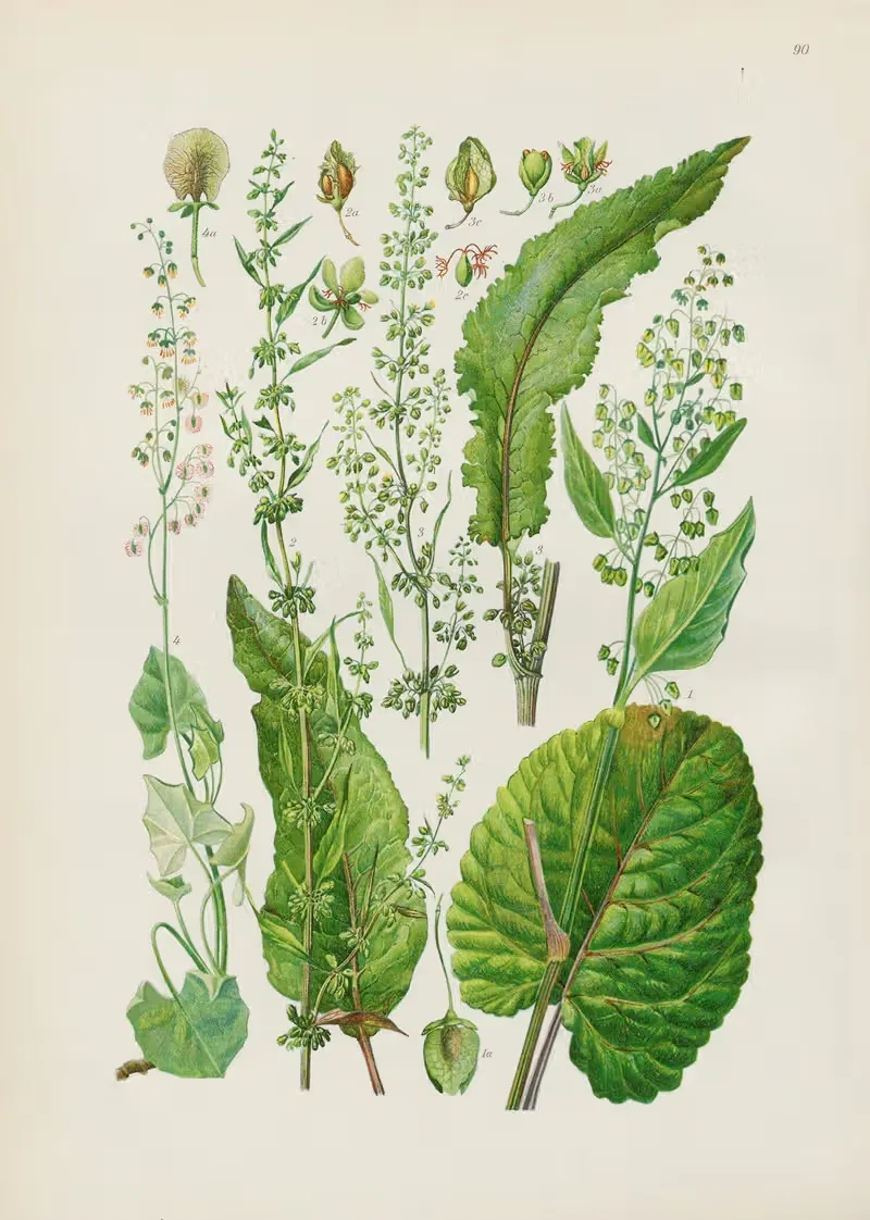 Illustrierte Flora von Mitteleuropa Pl.090 — Gustav Hegi