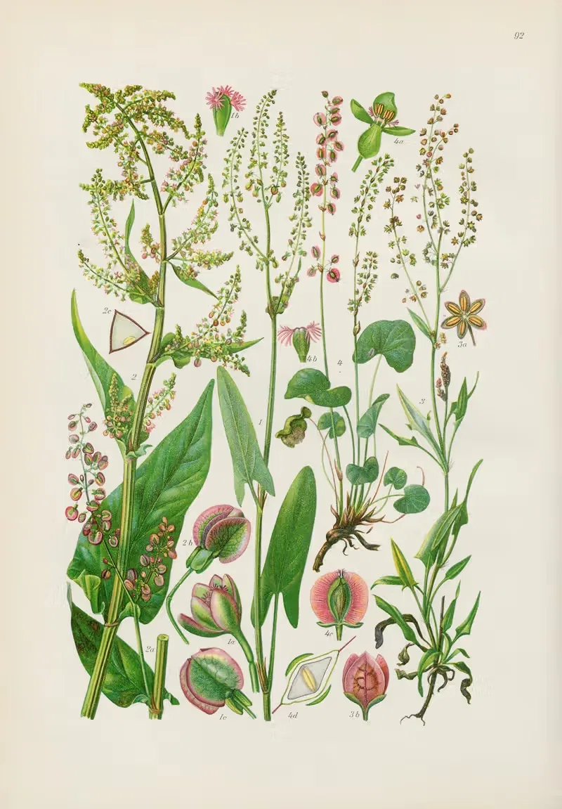Illustrierte Flora von Mitteleuropa Pl.092 — Gustav Hegi