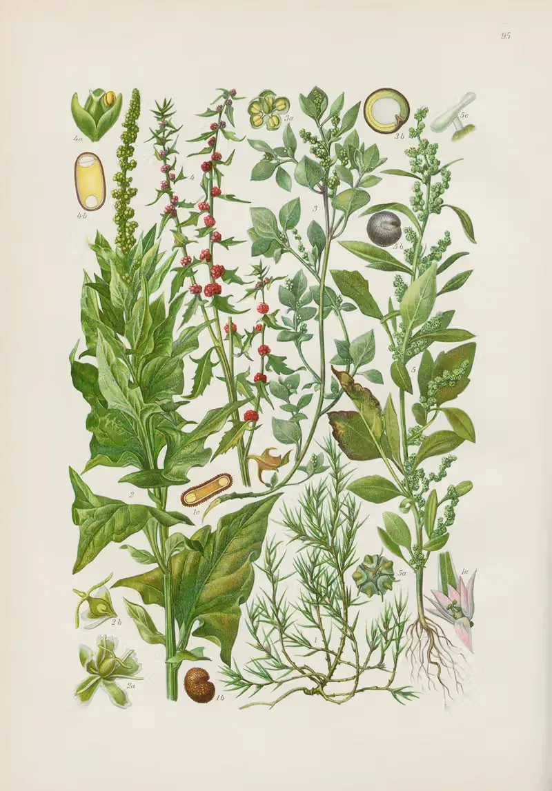 Illustrierte Flora von Mitteleuropa Pl.095 — Gustav Hegi