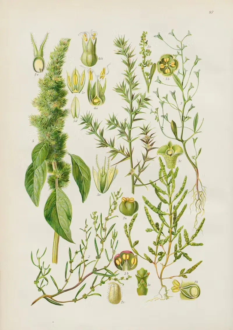 Illustrierte Flora von Mitteleuropa Pl.097 — Gustav Hegi
