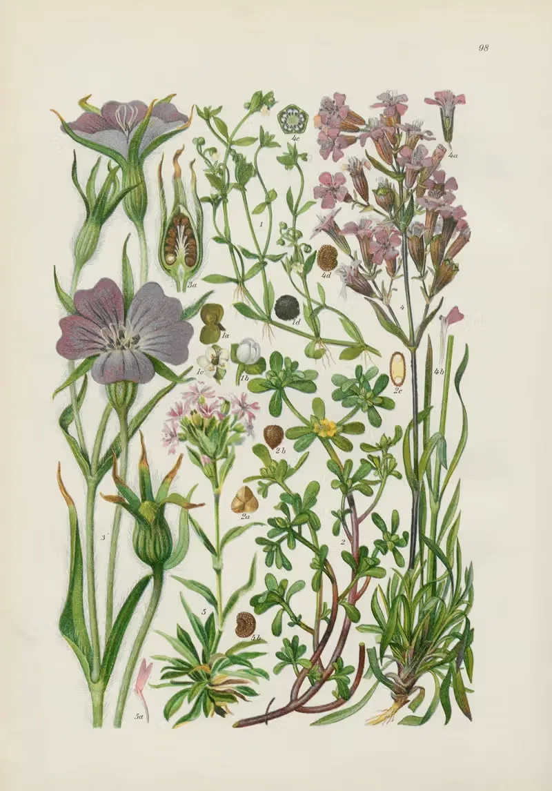 Illustrierte Flora von Mitteleuropa Pl.098 — Gustav Hegi