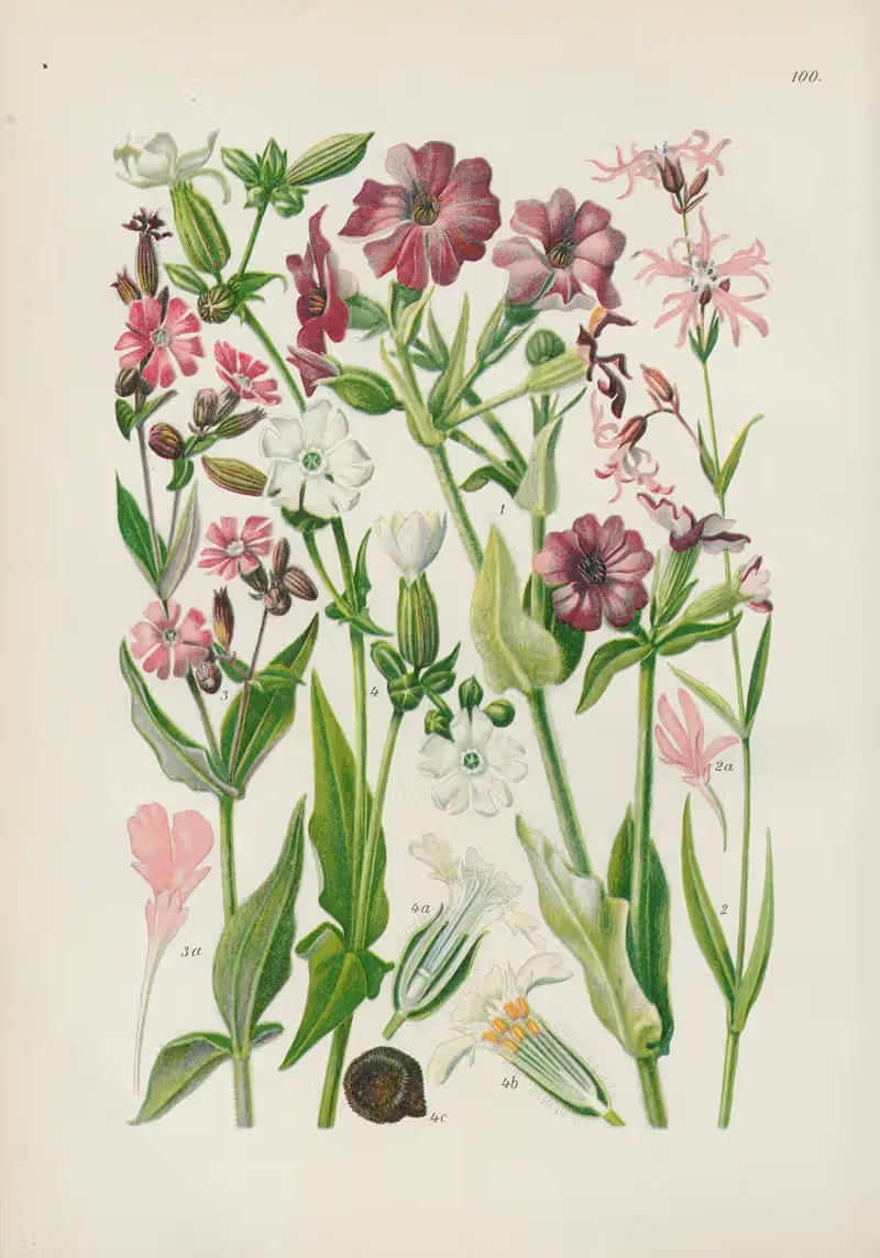 Illustrierte Flora von Mitteleuropa Pl.100 — Gustav Hegi