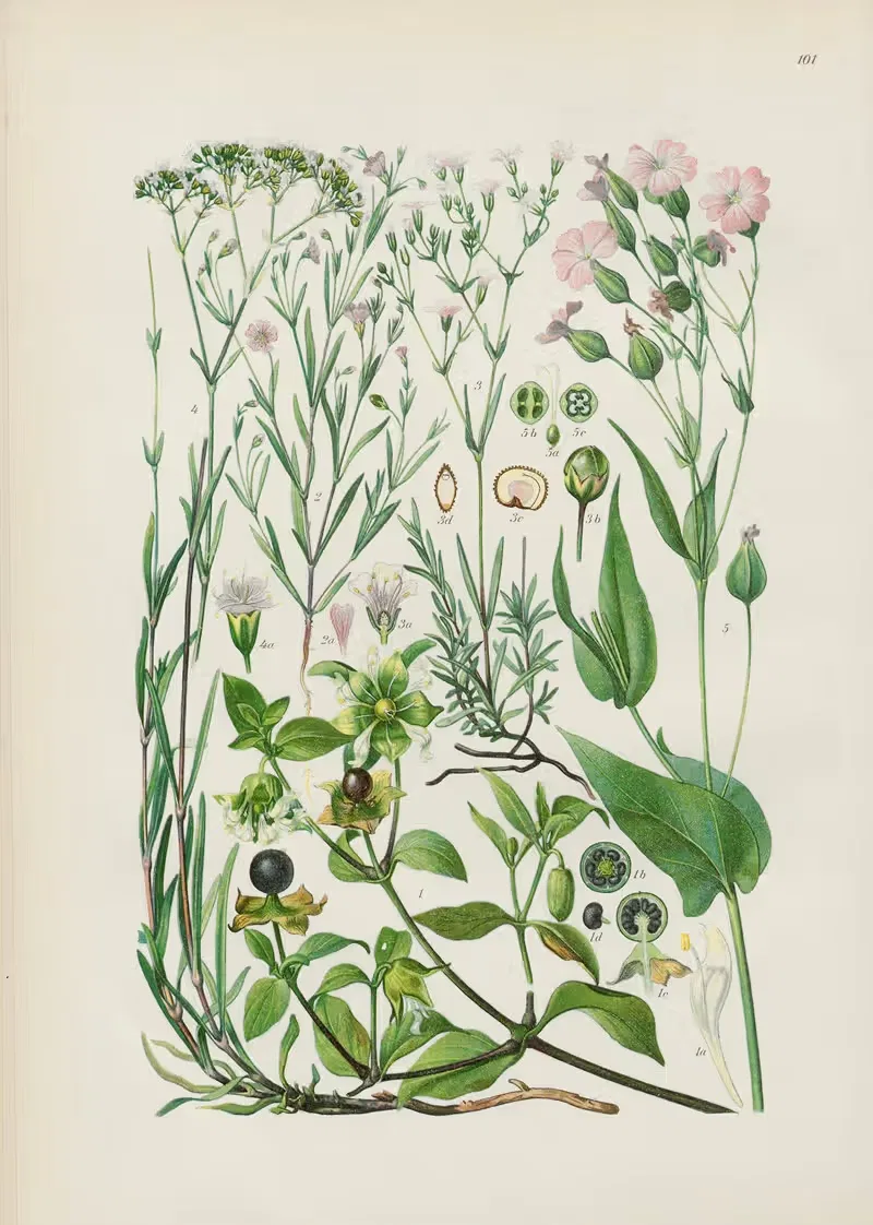 Illustrierte Flora von Mitteleuropa Pl.101 — Gustav Hegi