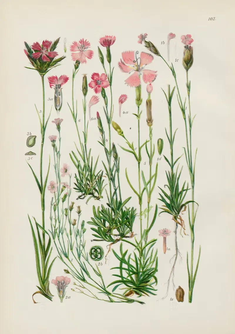 Illustrierte Flora von Mitteleuropa Pl.102 — Gustav Hegi
