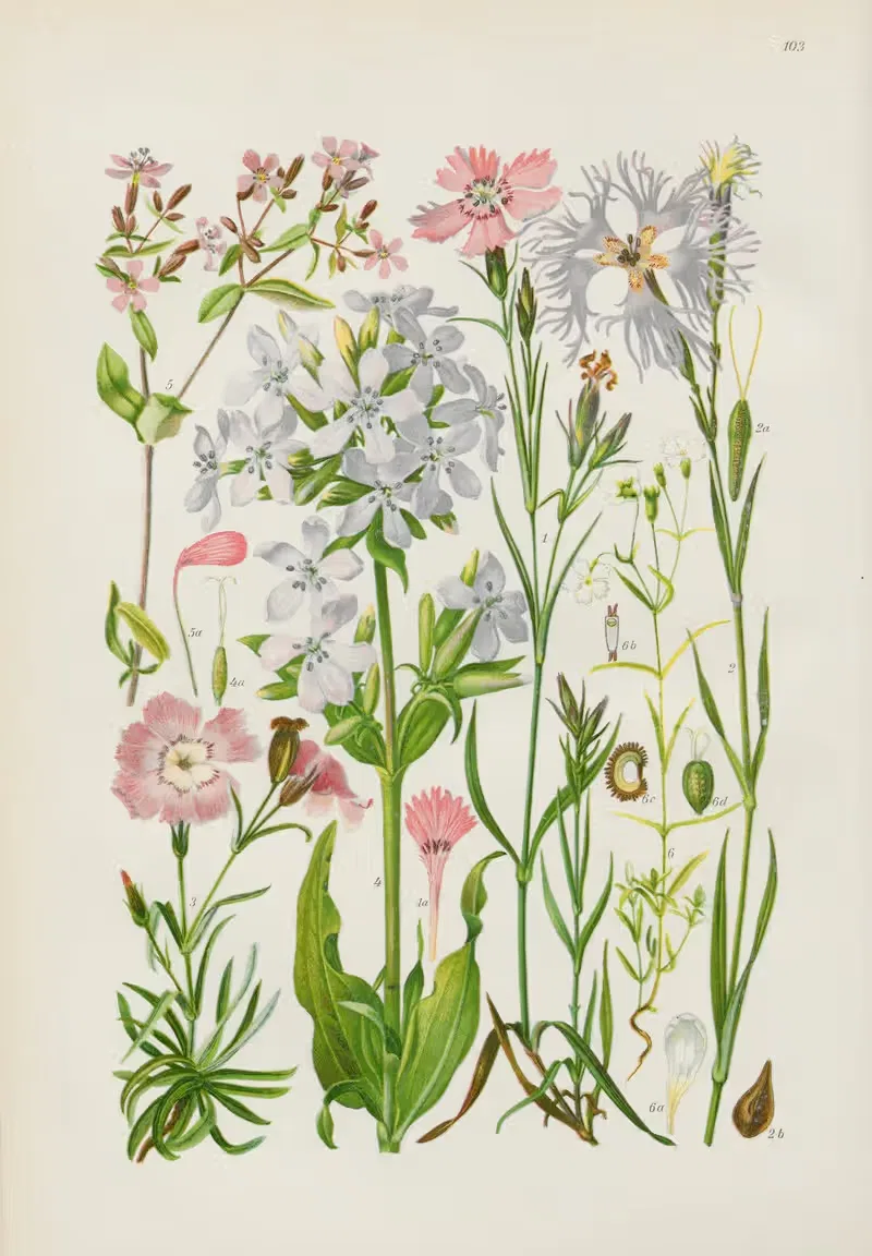 Illustrierte Flora von Mitteleuropa Pl.103 — Gustav Hegi