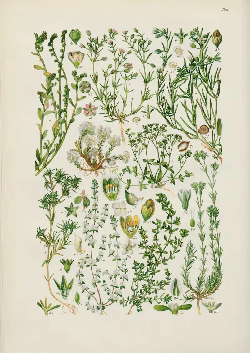 Illustrierte Flora von Mitteleuropa Pl.108 — Gustav Hegi