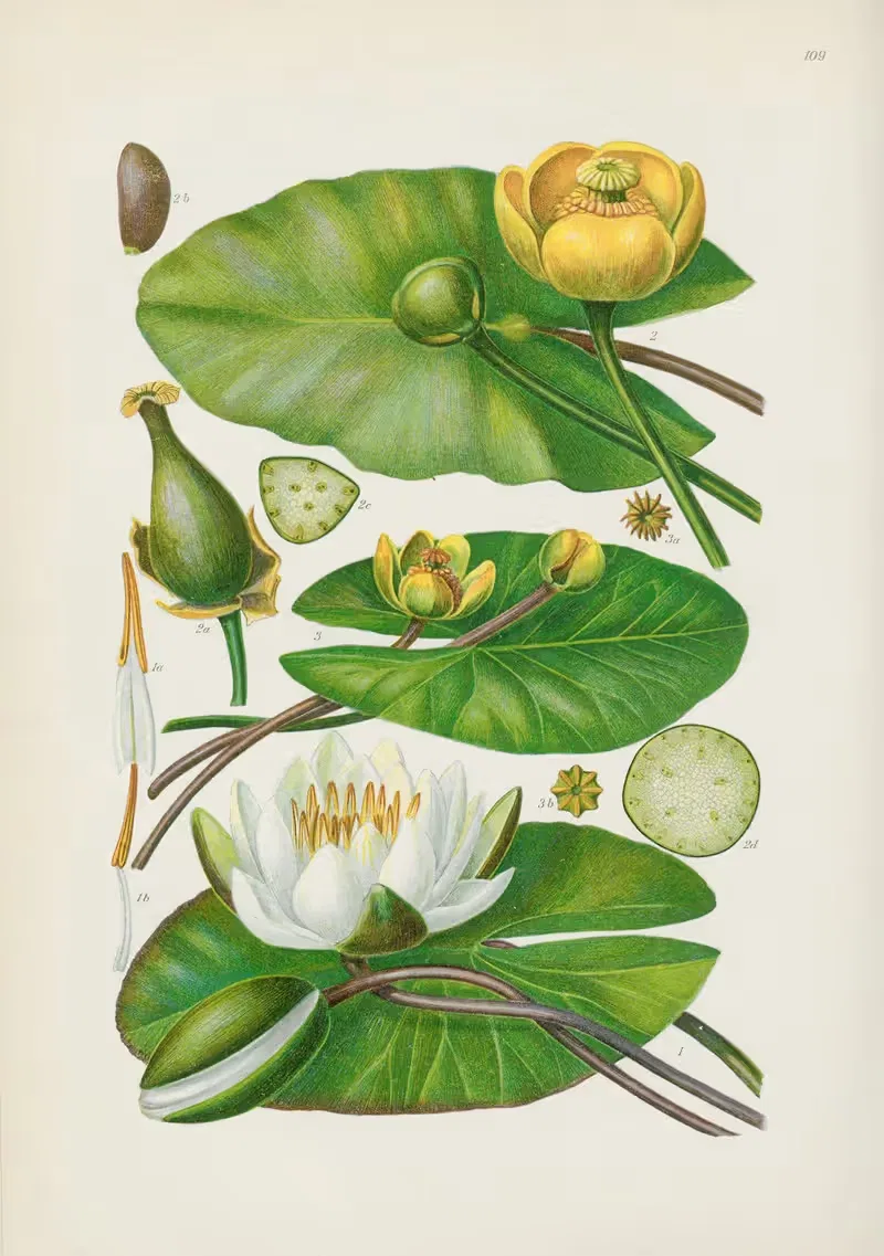 Illustrierte Flora von Mitteleuropa Pl.109 — Gustav Hegi