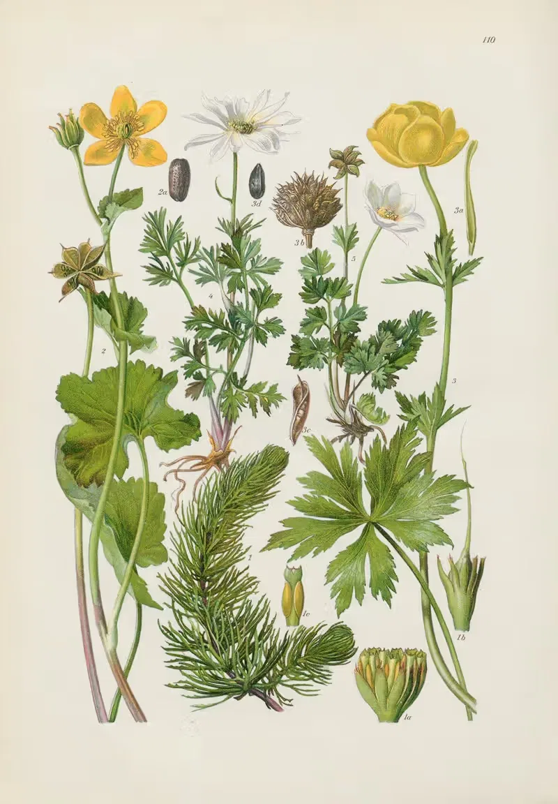 Illustrierte Flora von Mitteleuropa Pl.110 — Gustav Hegi