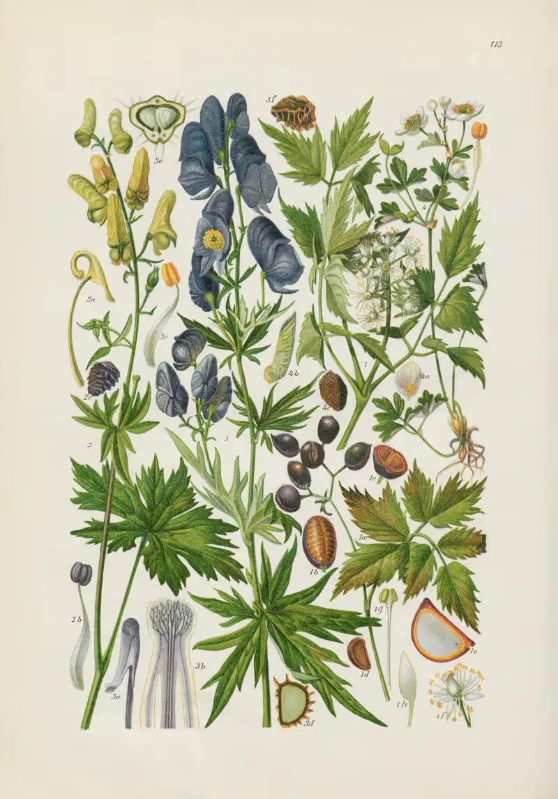 Illustrierte Flora von Mitteleuropa Pl.113 — Gustav Hegi