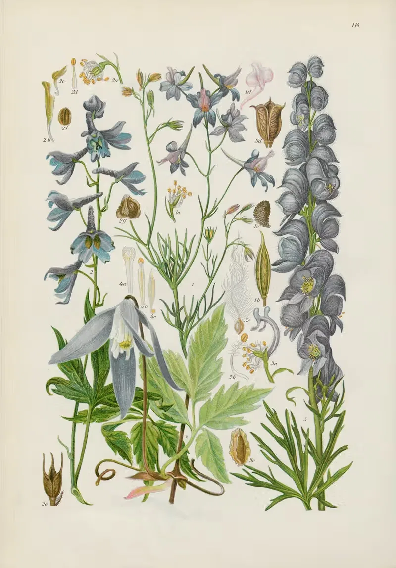 Illustrierte Flora von Mitteleuropa Pl.114 — Gustav Hegi