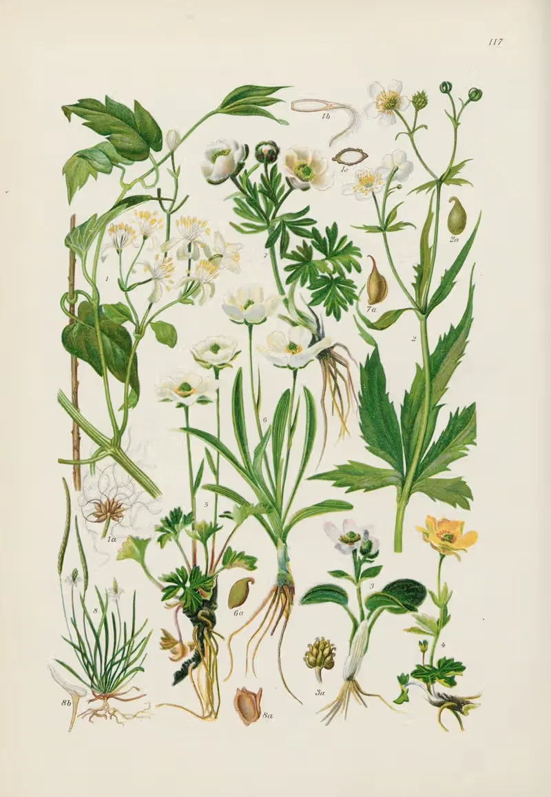 Illustrierte Flora von Mitteleuropa Pl.117 — Gustav Hegi