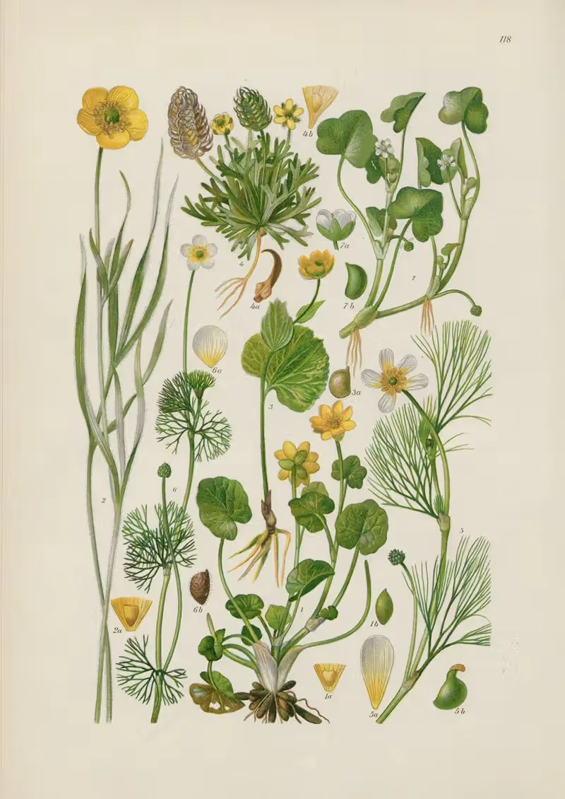 Illustrierte Flora von Mitteleuropa Pl.118 — Gustav Hegi