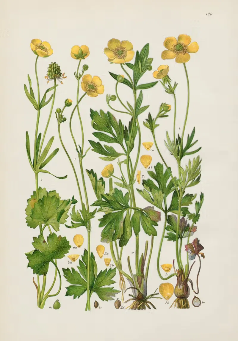 Illustrierte Flora von Mitteleuropa Pl.120 — Gustav Hegi