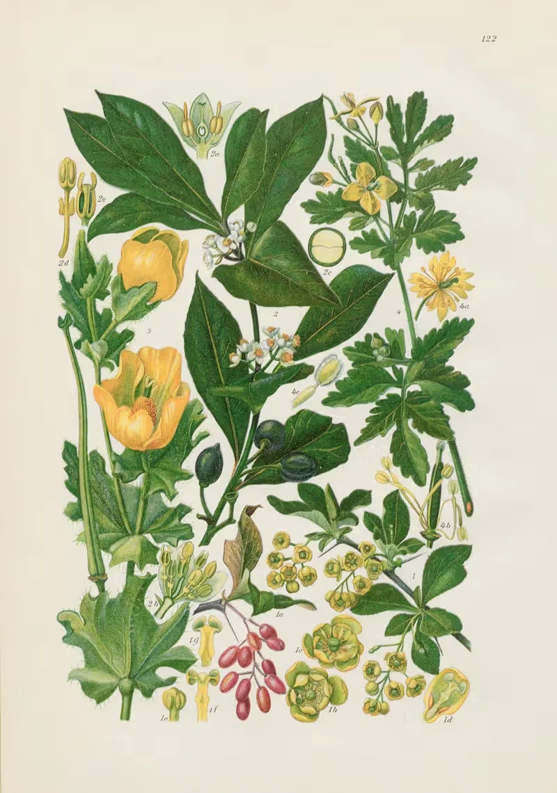 Illustrierte Flora von Mitteleuropa Pl.122 — Gustav Hegi