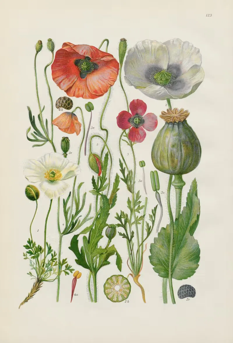 Illustrierte Flora von Mitteleuropa Pl.123 — Gustav Hegi