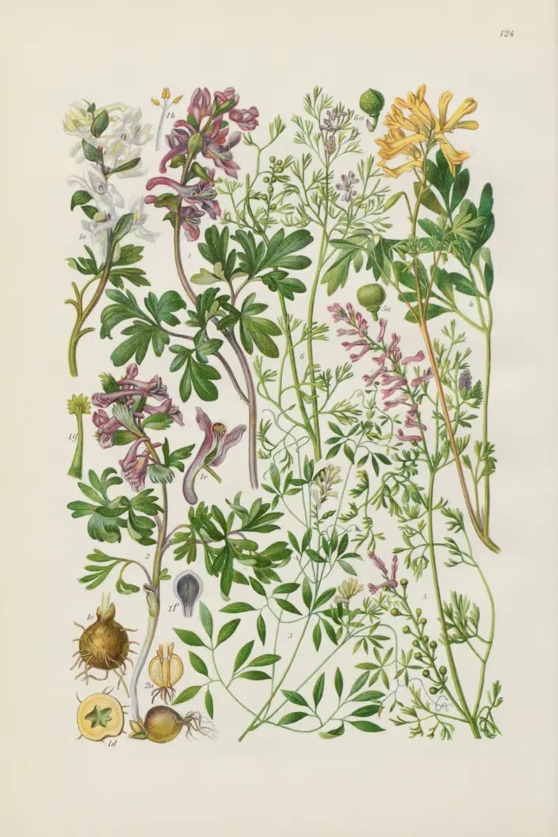 Illustrierte Flora von Mitteleuropa Pl.124 — Gustav Hegi