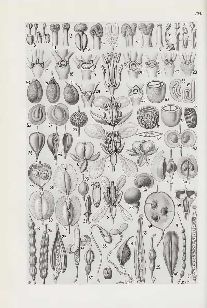 Illustrierte Flora von Mitteleuropa Pl.125 — Gustav Hegi